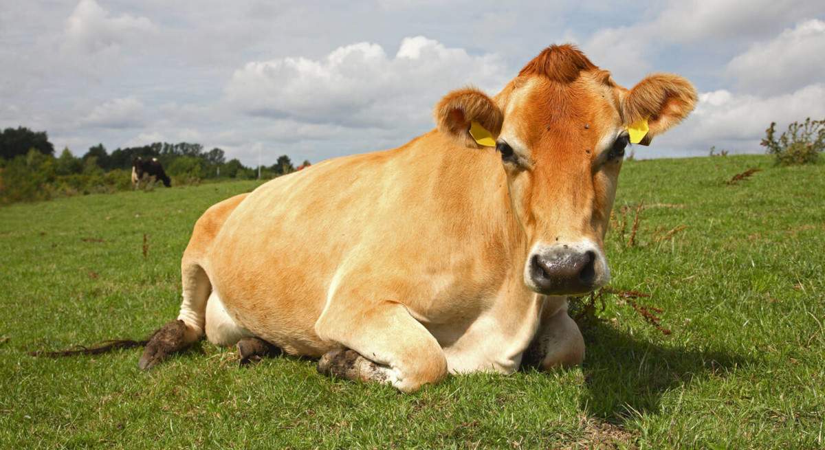 vacas.jpg