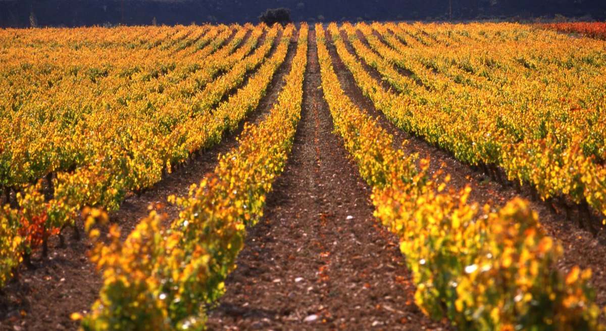 Viñedos en Rioja