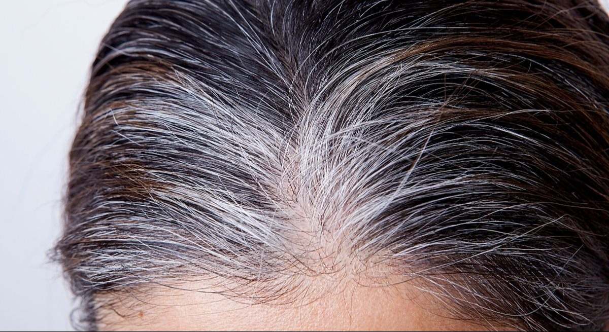 canas-canva