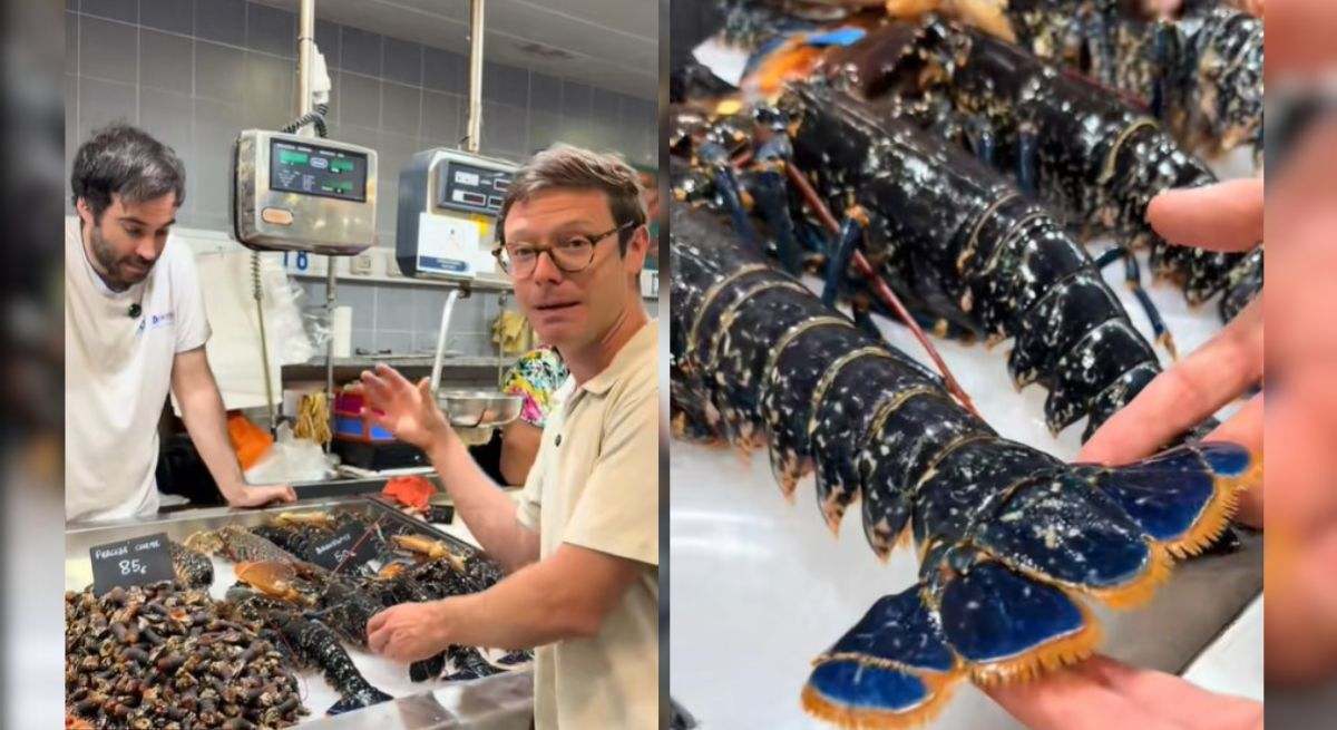 Tipos de bogavante y diferencias