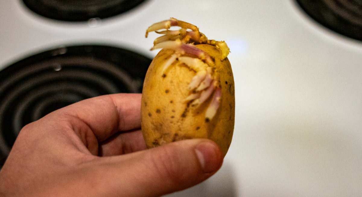 Patata con raíces.