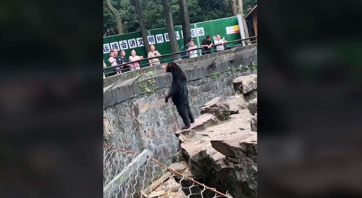oso-tiktok.jpg