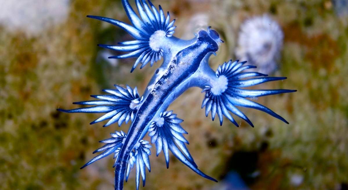 Dragón azul.