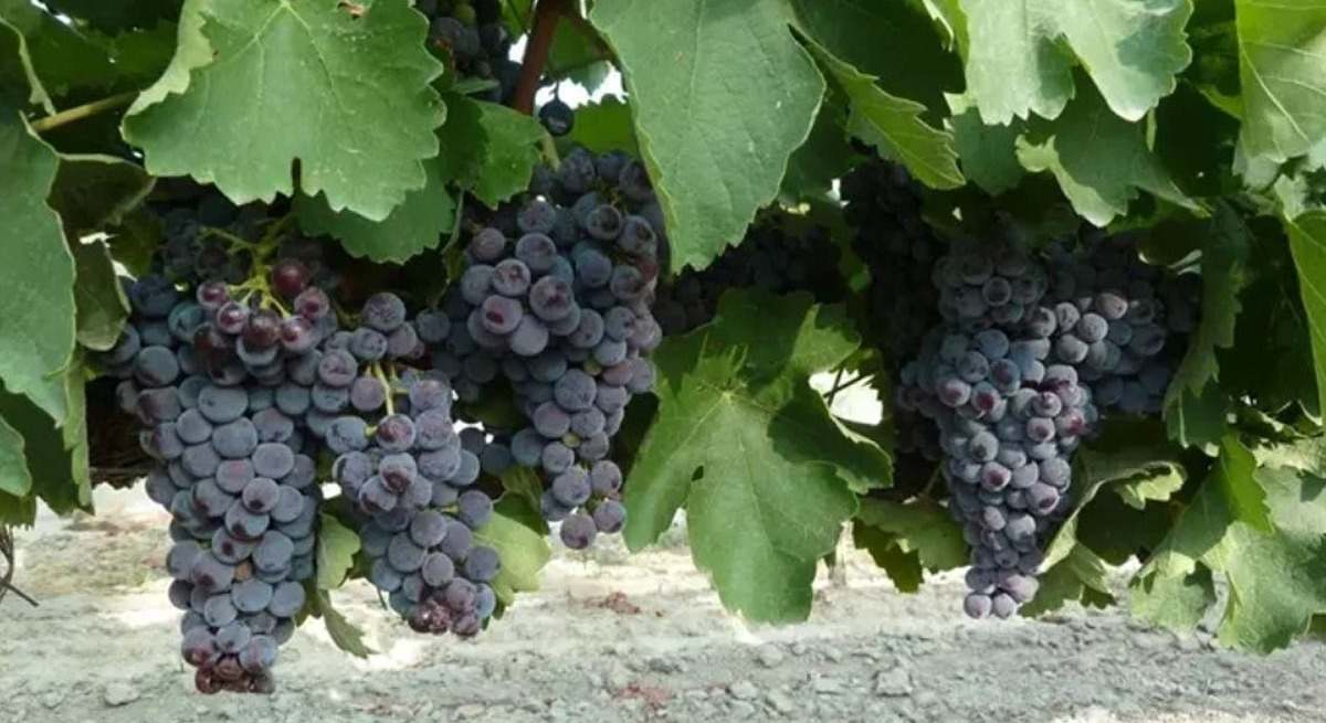 alimentos aragon