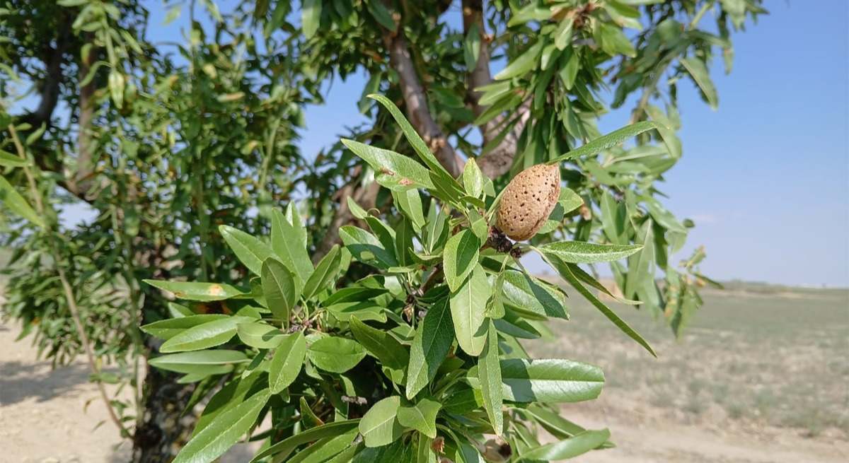 almendras aragon