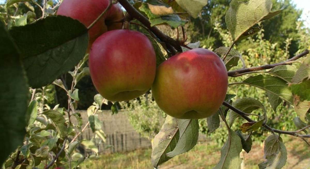 fruta