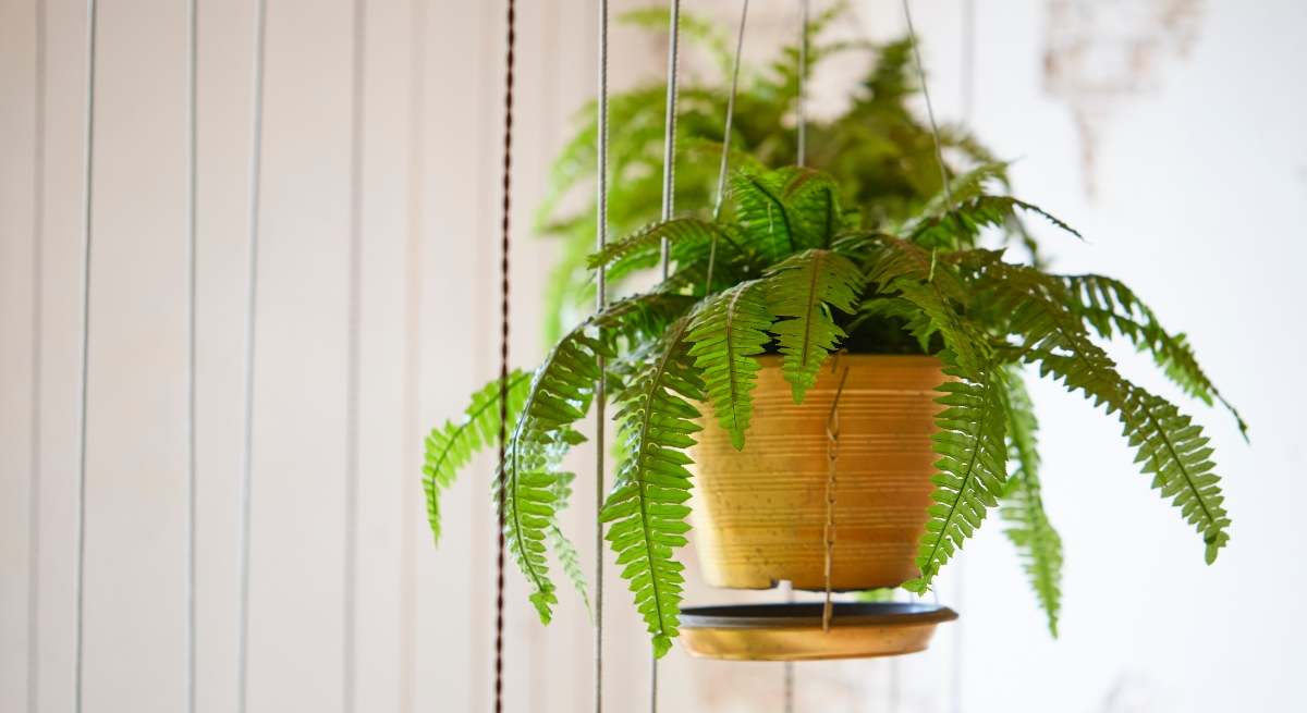 La planta imprescindible en casas con problemas de humedad.