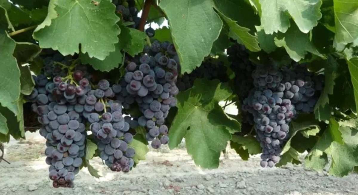 agricultura aragon