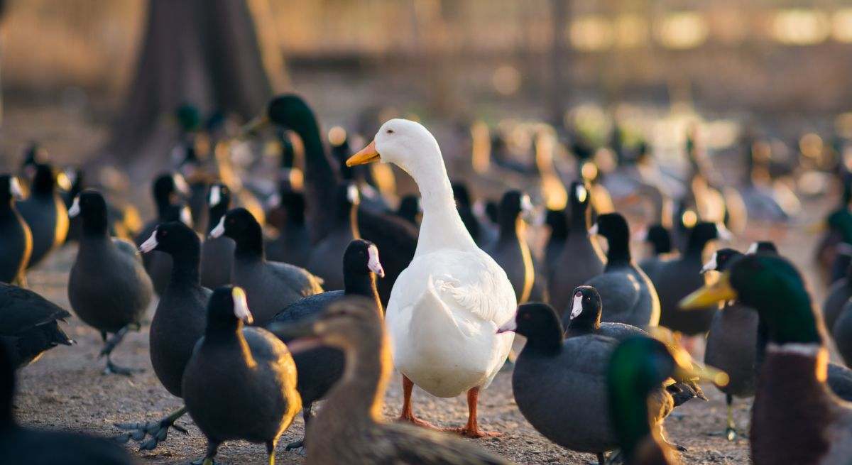 Pato y negocio en la homeopatía