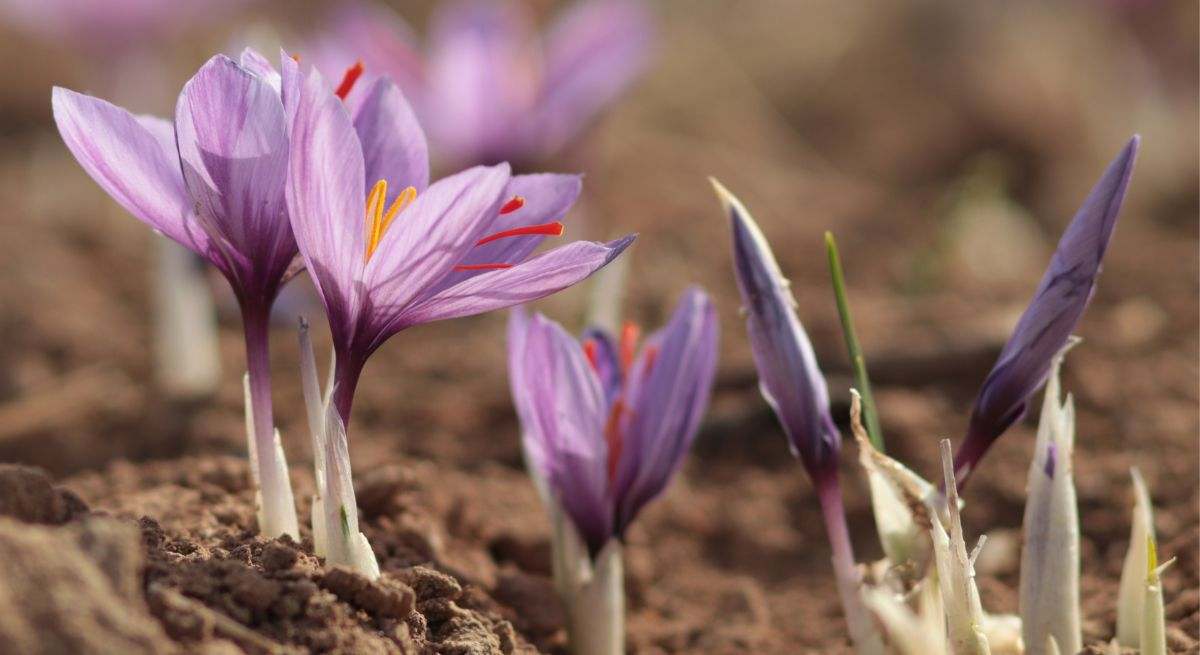 Flores de azafrán cultivadas en la tierra