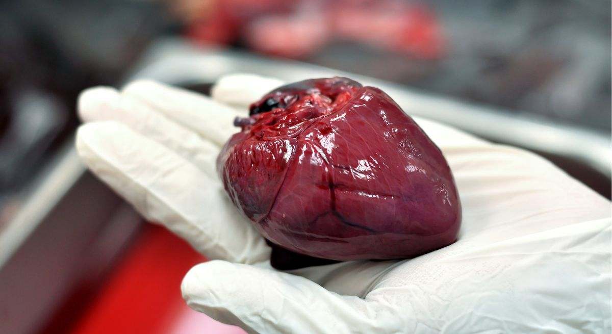 El corazón es el principal órgano del aparato circulatorio humano