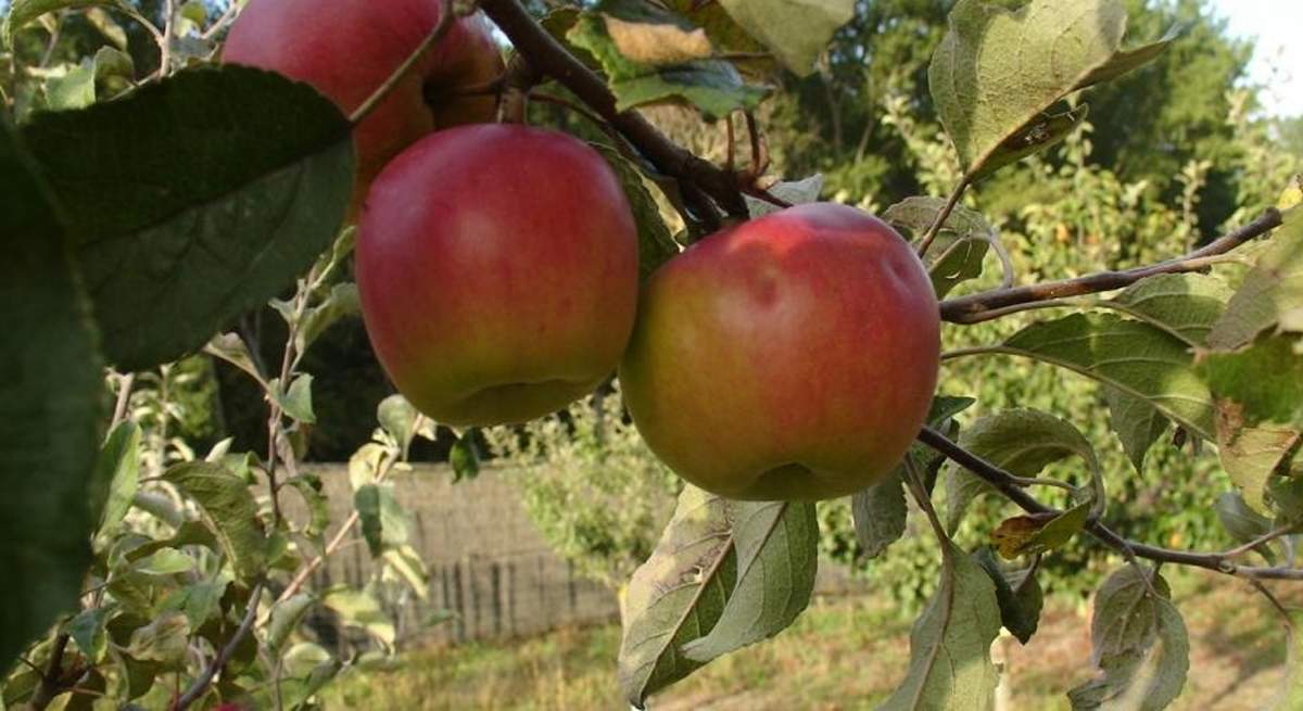 fruta