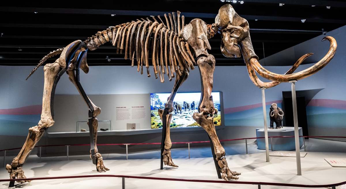 caixaforum-mamut-1200.jpg