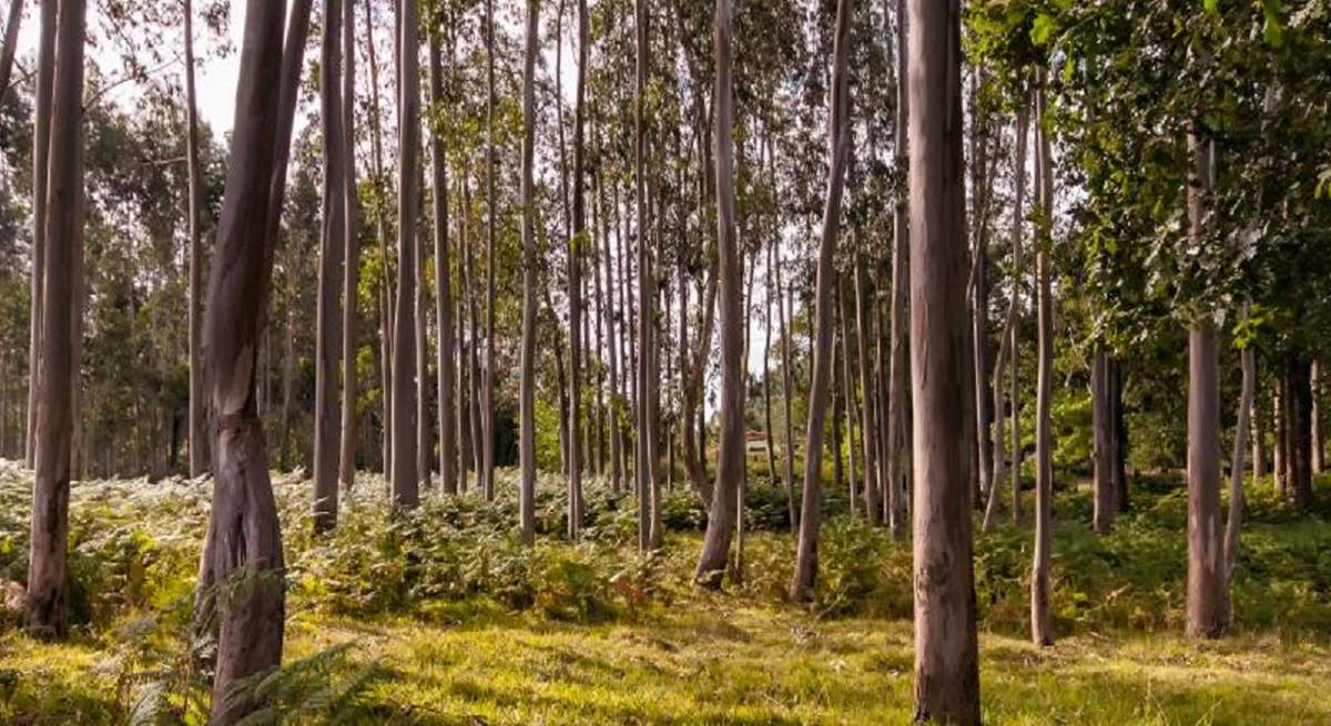 1200-x-655-bosque.jpg
