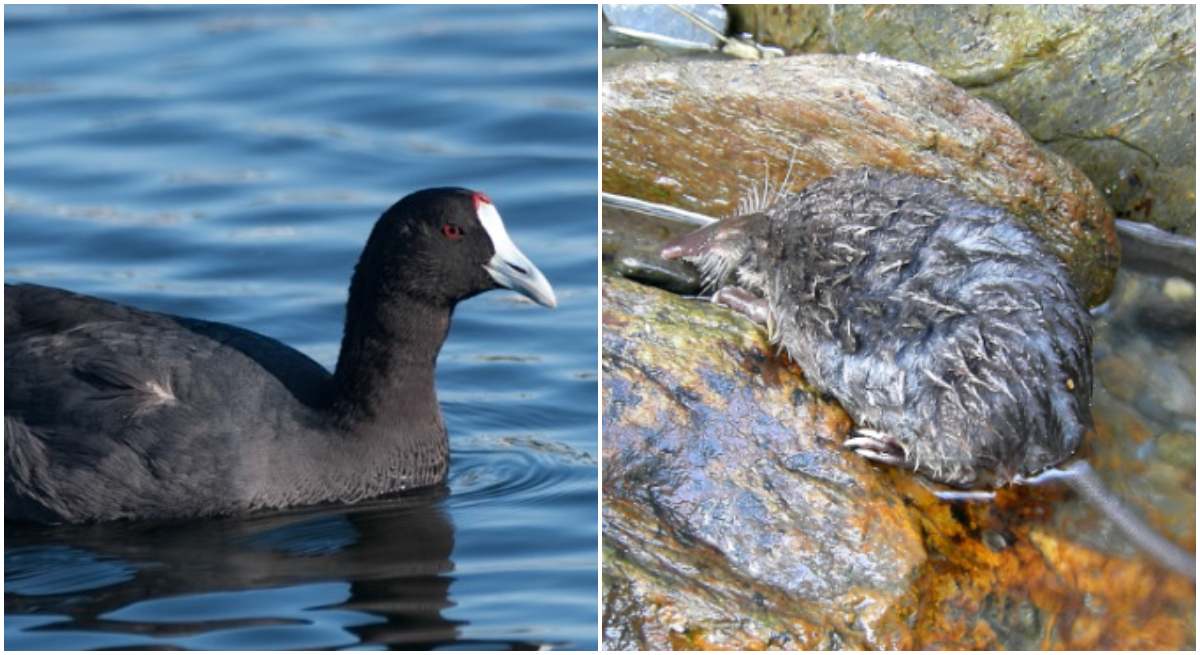 La focha moruna (Fulica cristata) y el desmán ibérico (Galemys pyrenaicus). / gen.cat