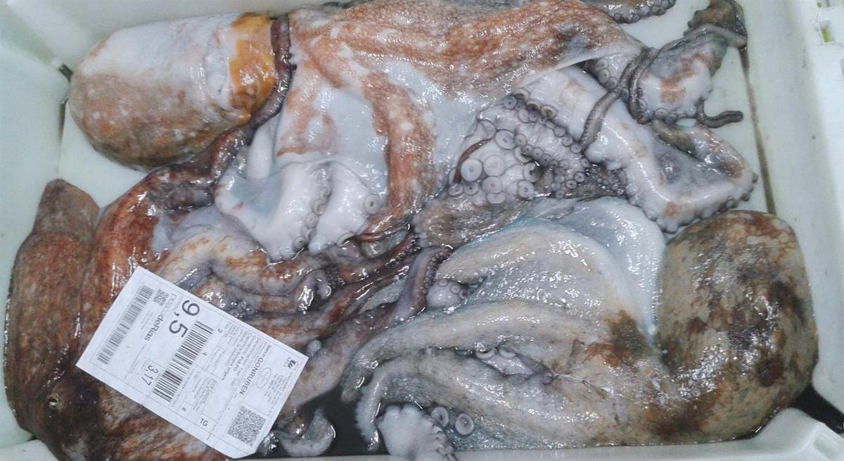 Pulpo de la lonja de Burela (Lugo).
