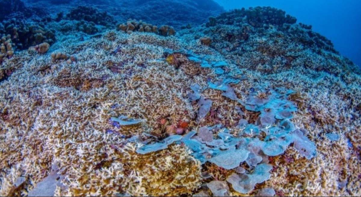 Coral más grande del mundo
