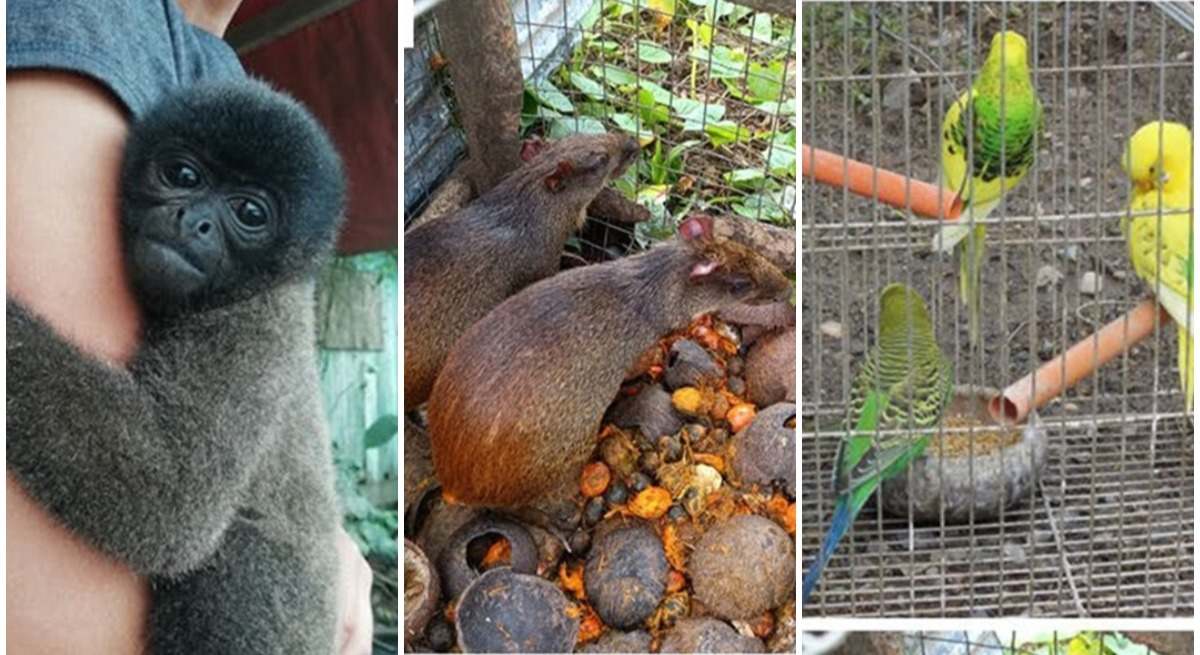 Imágenes de animales salvajes