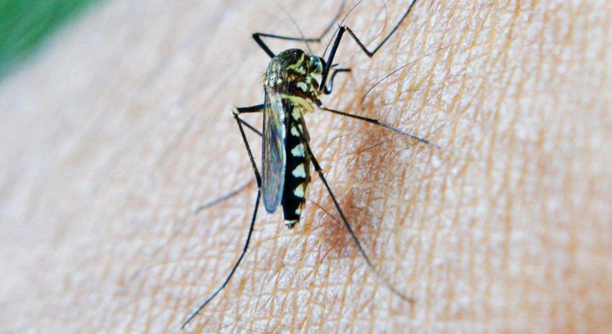 Un mosquito en primer plano de la cámara