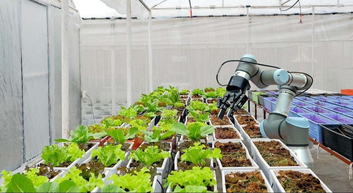 Un robot en un invernadero