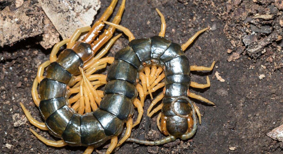 El ciempiés es un invertebrado terrestre