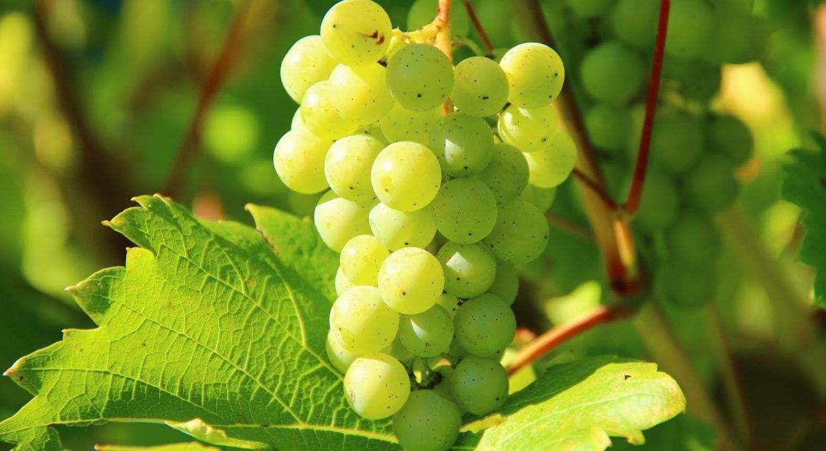 uvas-recurso-pixabay.jpg
