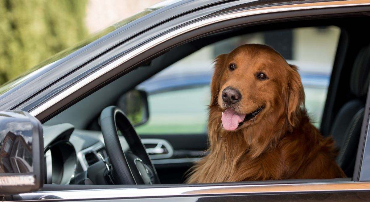 Un coche con una mascota dentro
