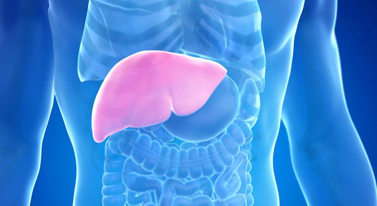 El hígado es uno de los órganos más importantes del cuerpo