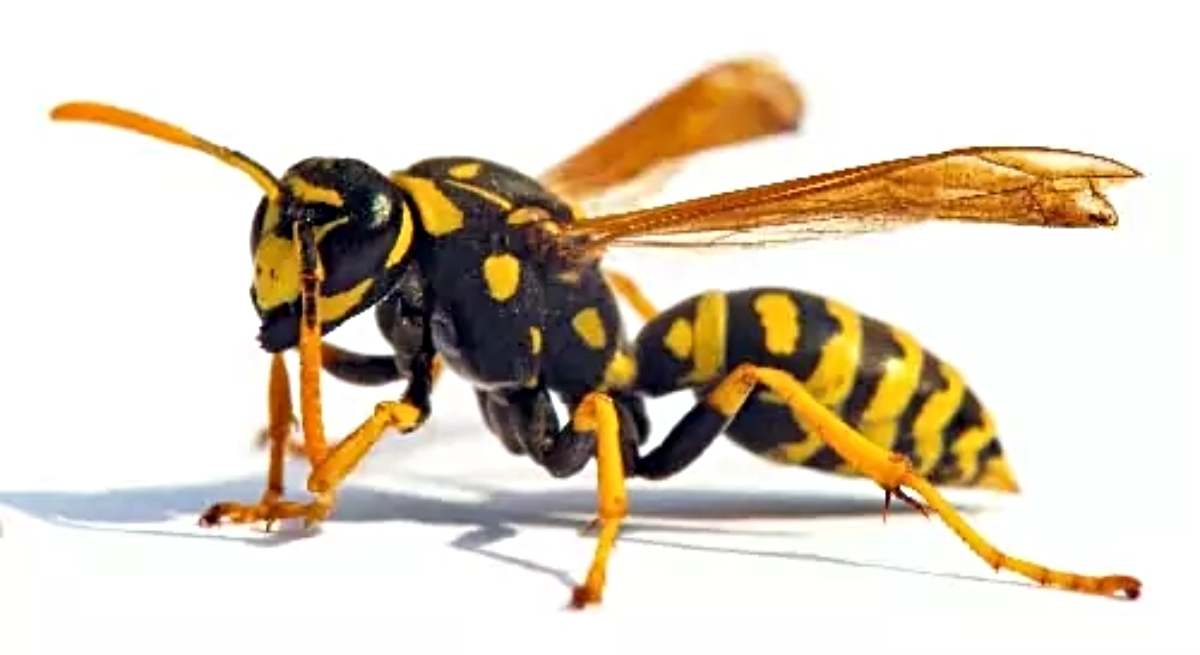 Una avispa
