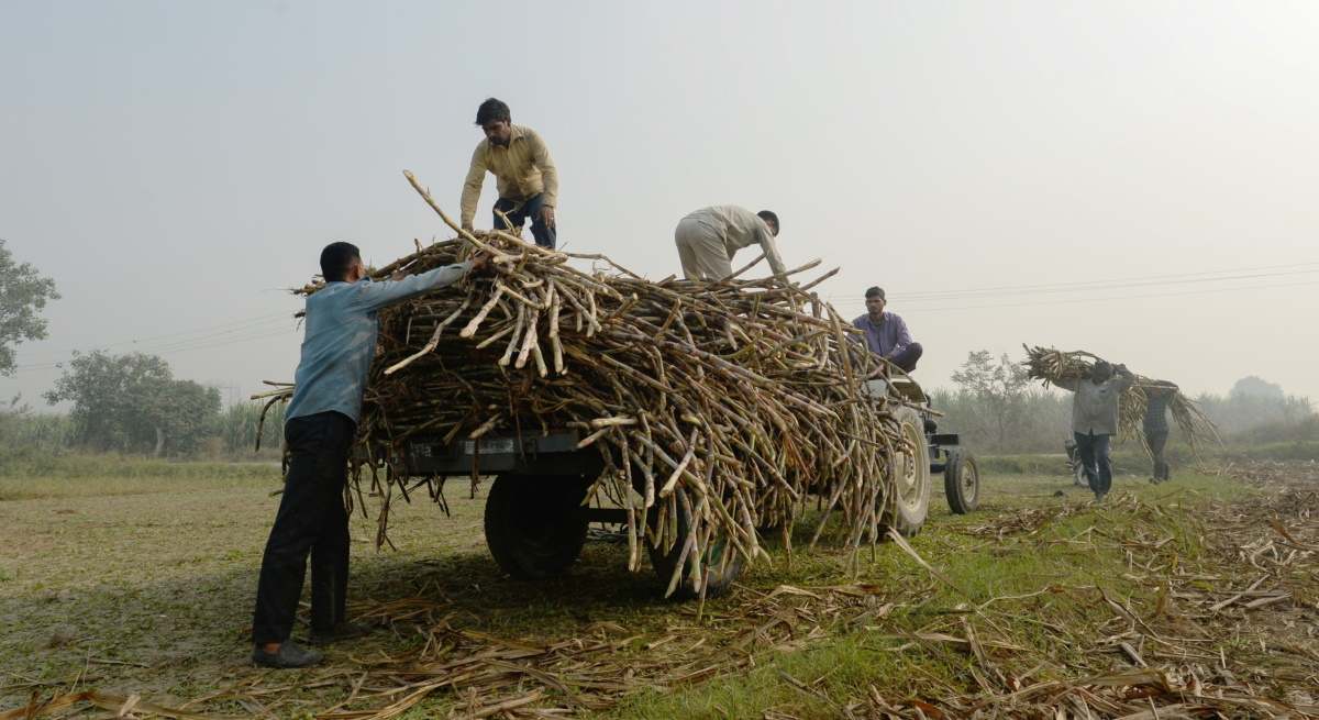 cosecha-azucar-India-bloomberg.jpg
