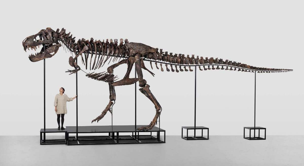 t-rex-trinity-koller.jpg