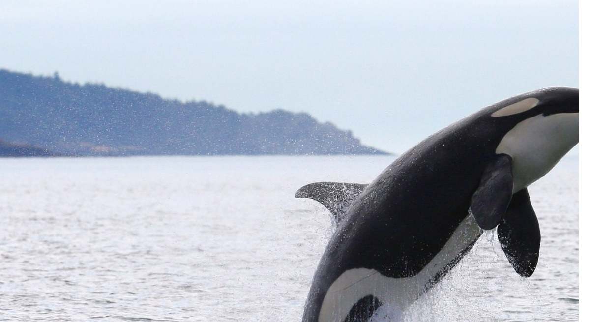 ORCAS