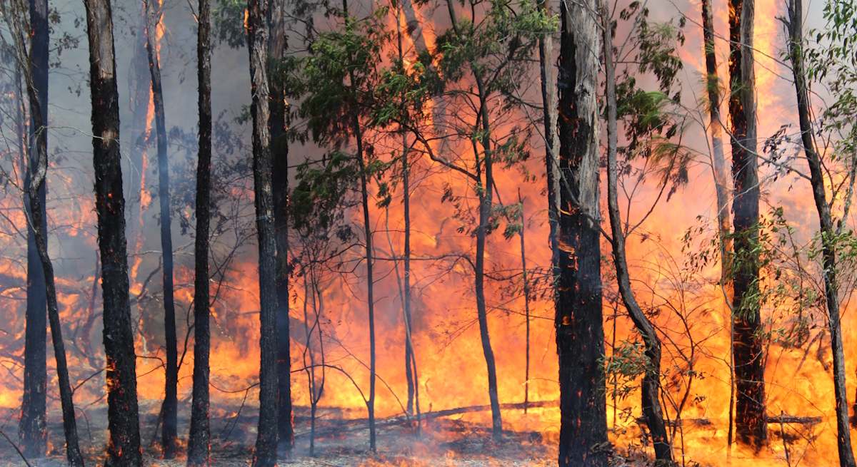 Incendio_forestal_Istock.jpg