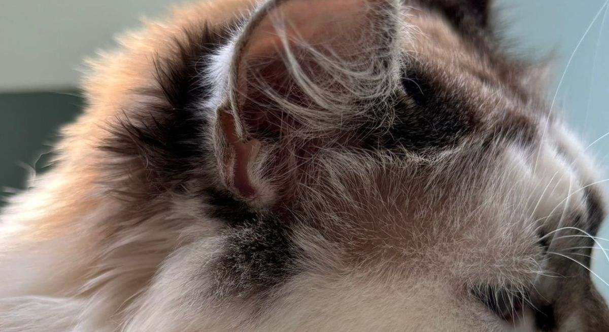 Imagen al detalle del bolsillo de Henry en la oreja de un gato.