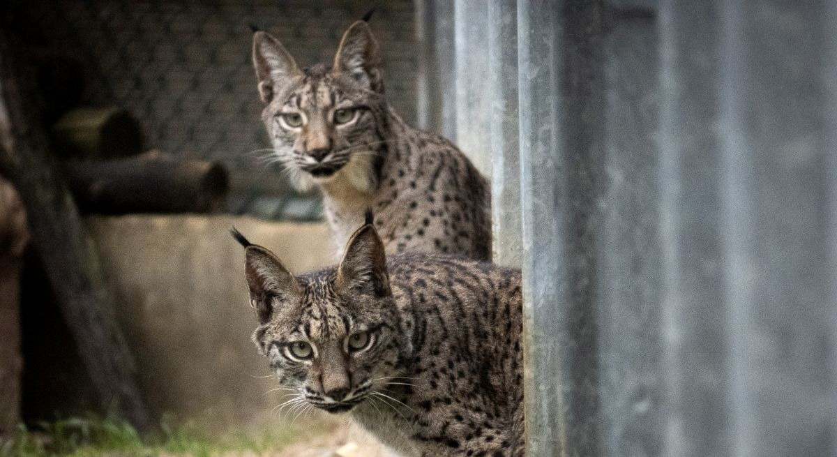 Suelta de linces en el Cerrato palentino