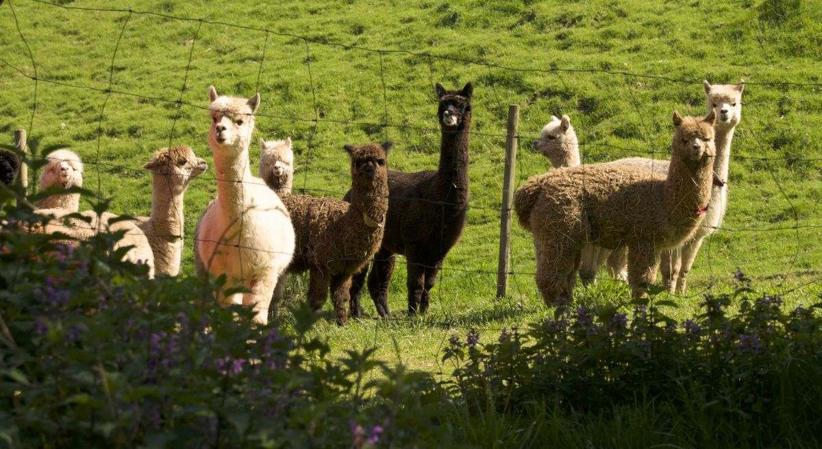 Alpacas de Cantabria