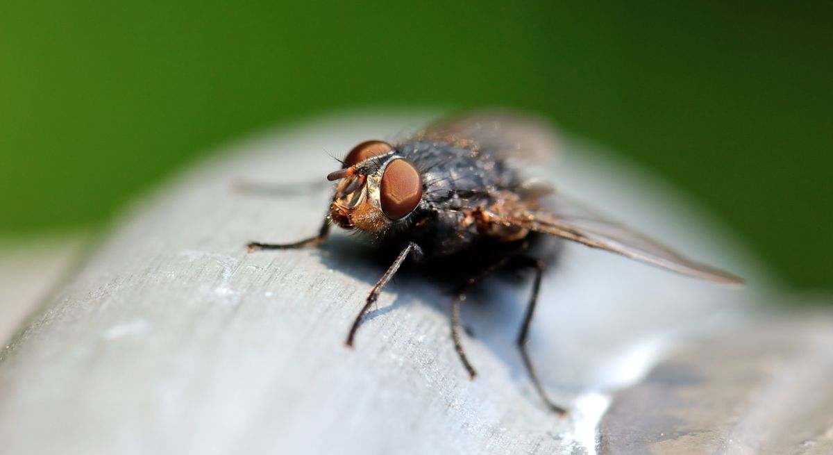 Una mosca 'posa' ante la cámara