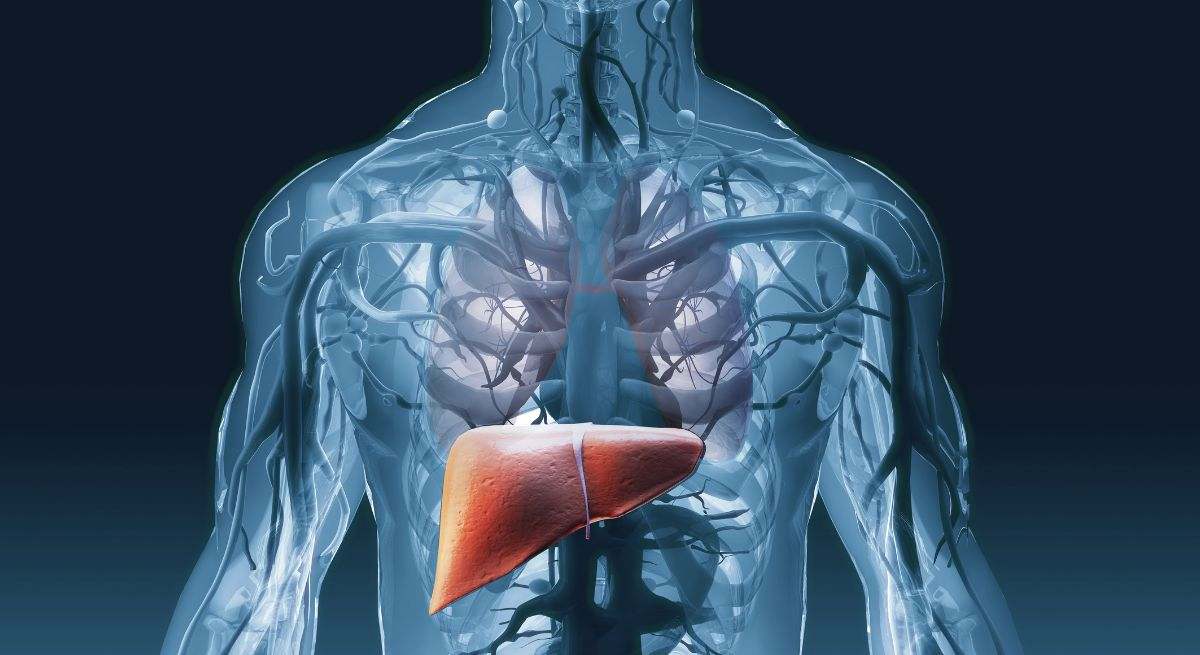 El hígado es uno de los órganos más importantes del cuerpo