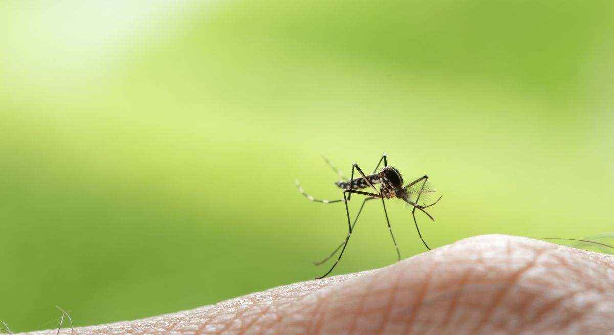 Los mosquitos suelen tener más incidencia en verano