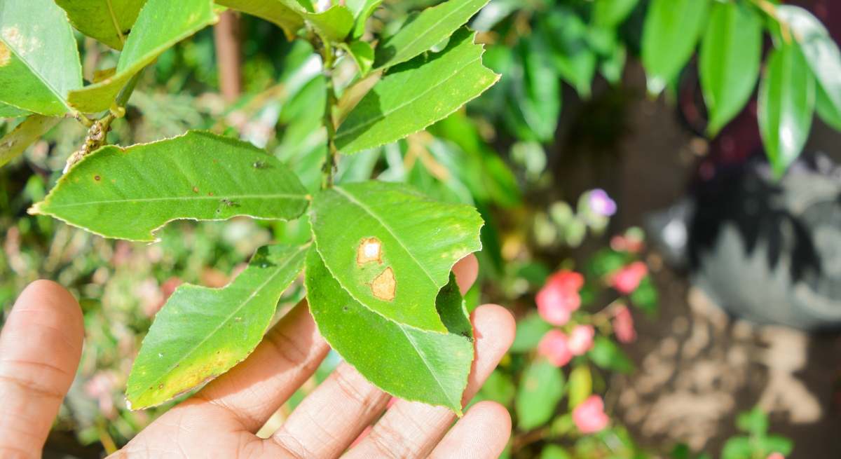 Los trucos infalibles para que no se mueran las plantas.