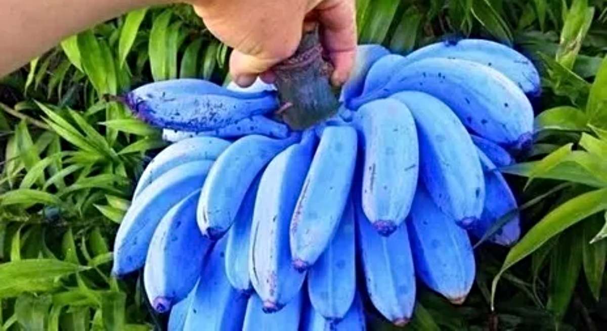 Plátanos azules en su planta