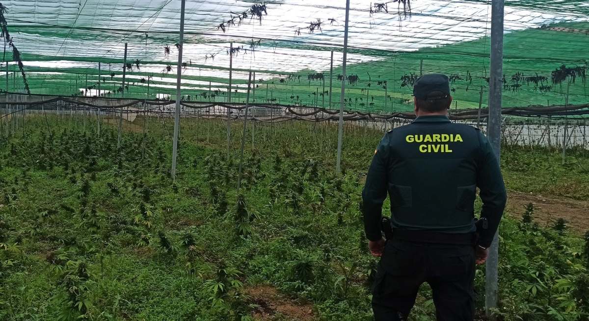 Un guardia civil ante una plantación de marihuana / EP