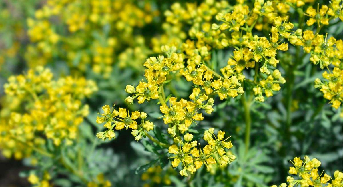 La ruda es una planta herbácea de origen mediterráneo