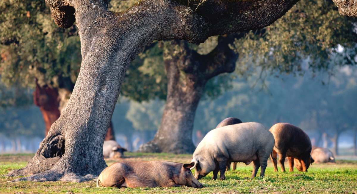 dehesa-extremena-alimentos.jpg