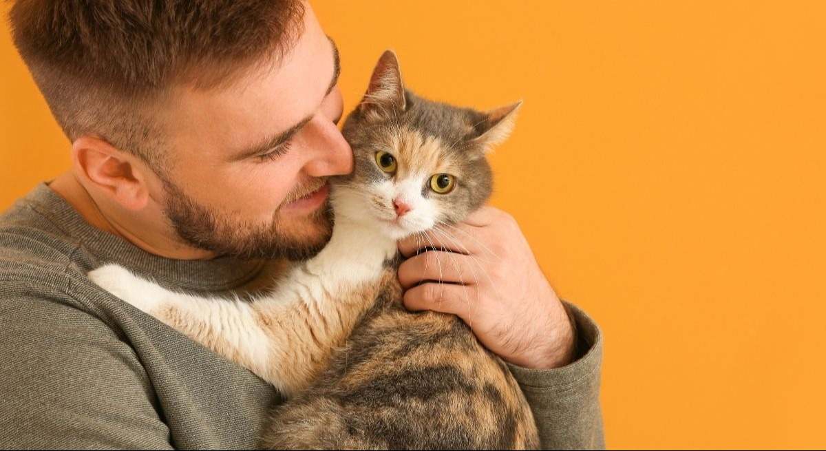 gato-canva