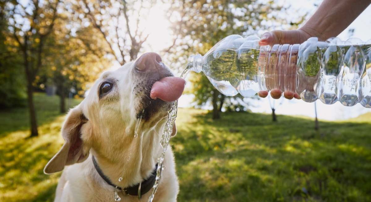 Los veterinarios alertan del peligroso gesto.