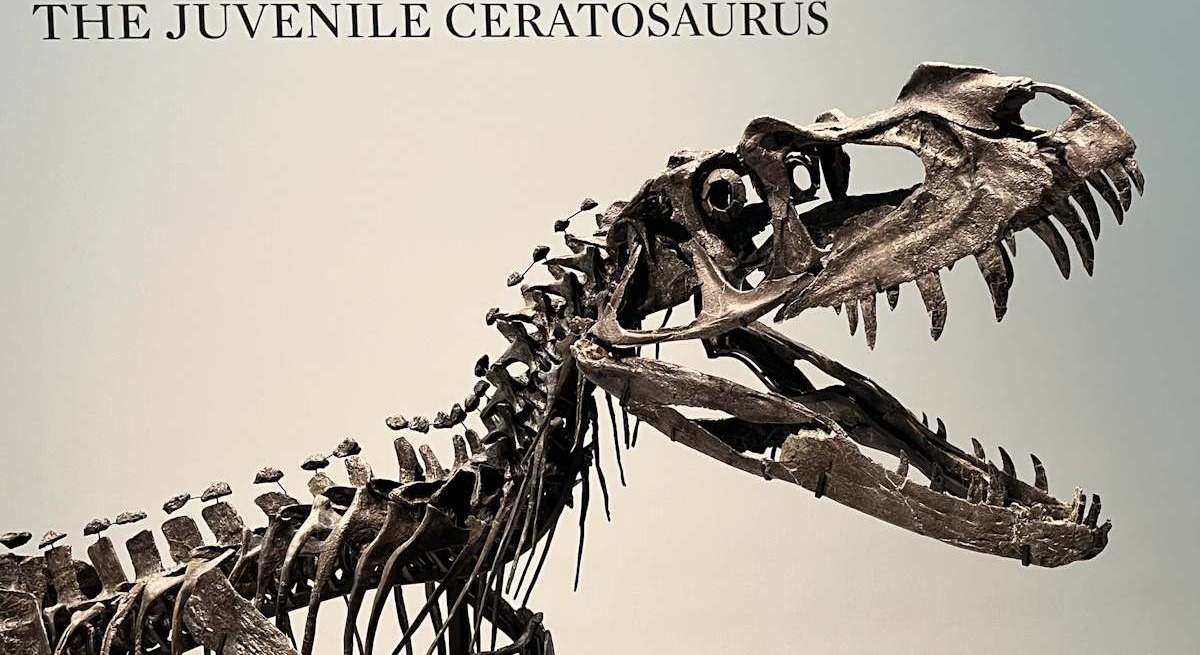 El dinosaurio bebé saldrá a subasta el próximo 16 de julio por un precio estimado de entre cuatro y seis millones de dólares