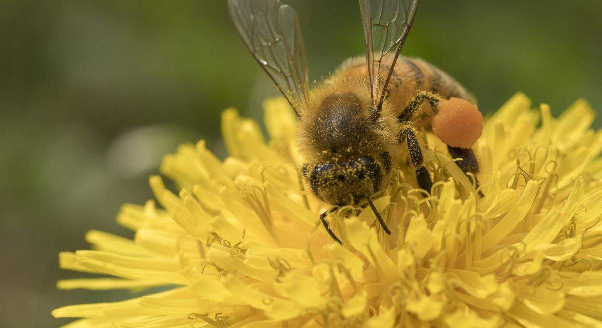 abeja-real-dreamstime.jpg