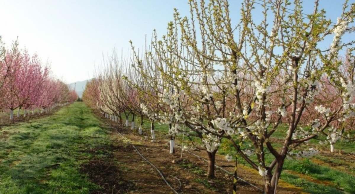 seguro frutales Aragón