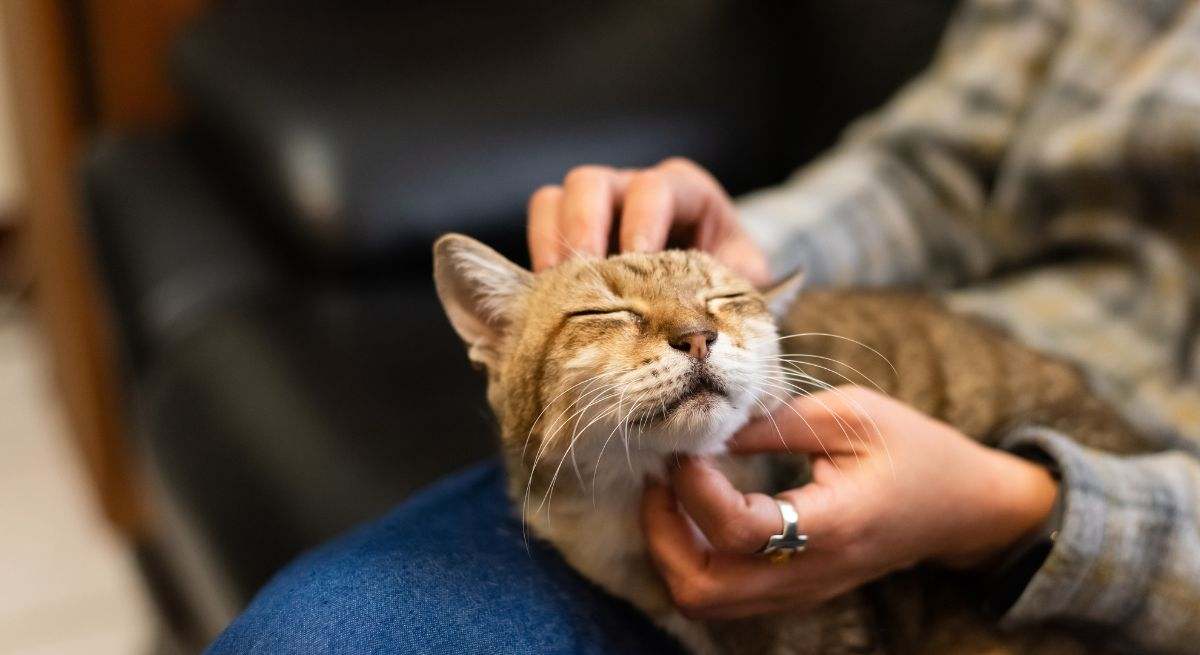 Una mujer acaricia un gato con sus manos